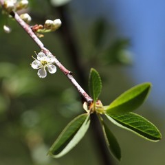 Prunus subcordata