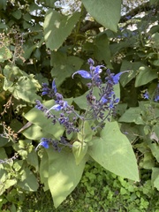 Salvia macrophylla