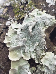 Flavoparmelia caperata