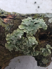Flavoparmelia caperata