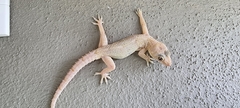 Hemidactylus mabouia