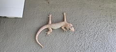 Hemidactylus mabouia