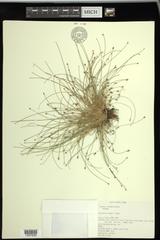 Eleocharis intermedia