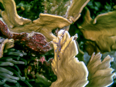 Periclimenes yucatanicus