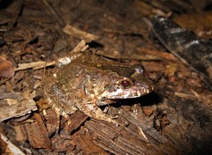 Leptodactylus petersii