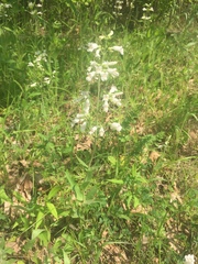 Penstemon