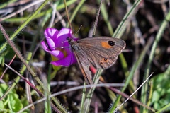 Pseudonympha paludis