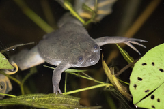 Xenopus muelleri