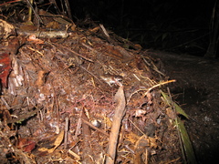 Leptodactylus petersii