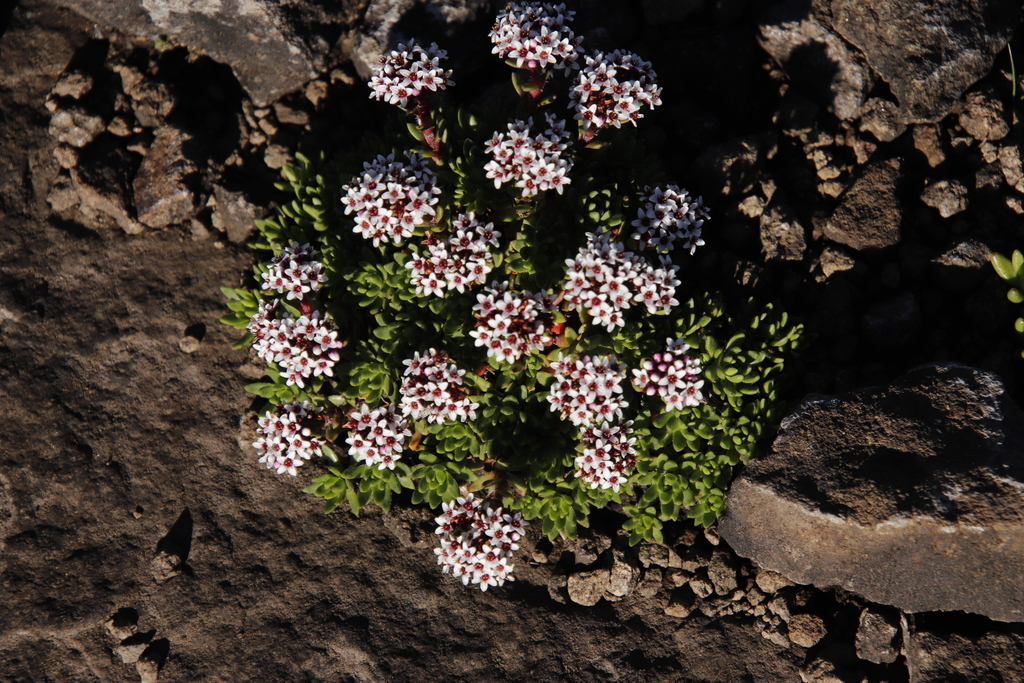 Sedum erectum Freyn 3