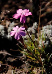Dianthus basuticus