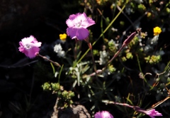 Dianthus basuticus