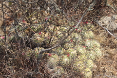 Mammillaria compressa