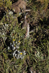 Holothrix scopularia