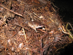 Leptodactylus petersii