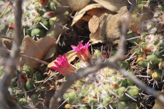 Mammillaria compressa
