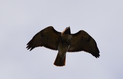 Buteo jamaicensis umbrinus