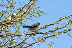 Prinia rufifrons