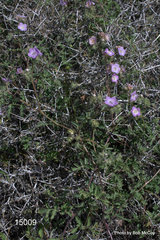 Phacelia vallis-mortae