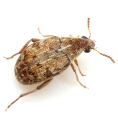 Algarobius bottimeri