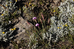 Dianthus basuticus