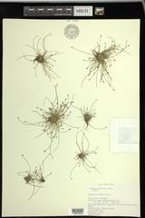 Eleocharis intermedia