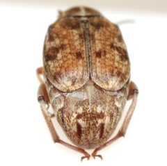 Algarobius bottimeri