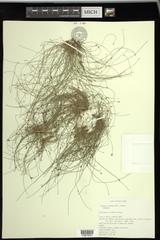 Eleocharis intermedia