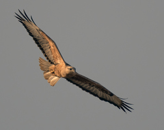 Buteo rufinus rufinus