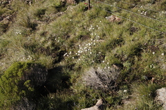 Helichrysum marginatum