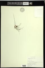 Eleocharis intermedia