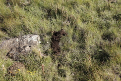 Cryptomys hottentotus