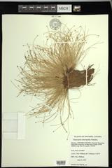 Eleocharis intermedia