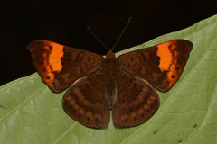 Emesis adelpha
