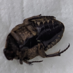 Hoplopyga
