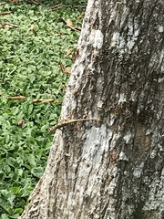 Anolis lemurinus