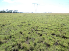 Eragrostis echinochloidea