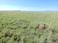 Trinervitermes trinervoides