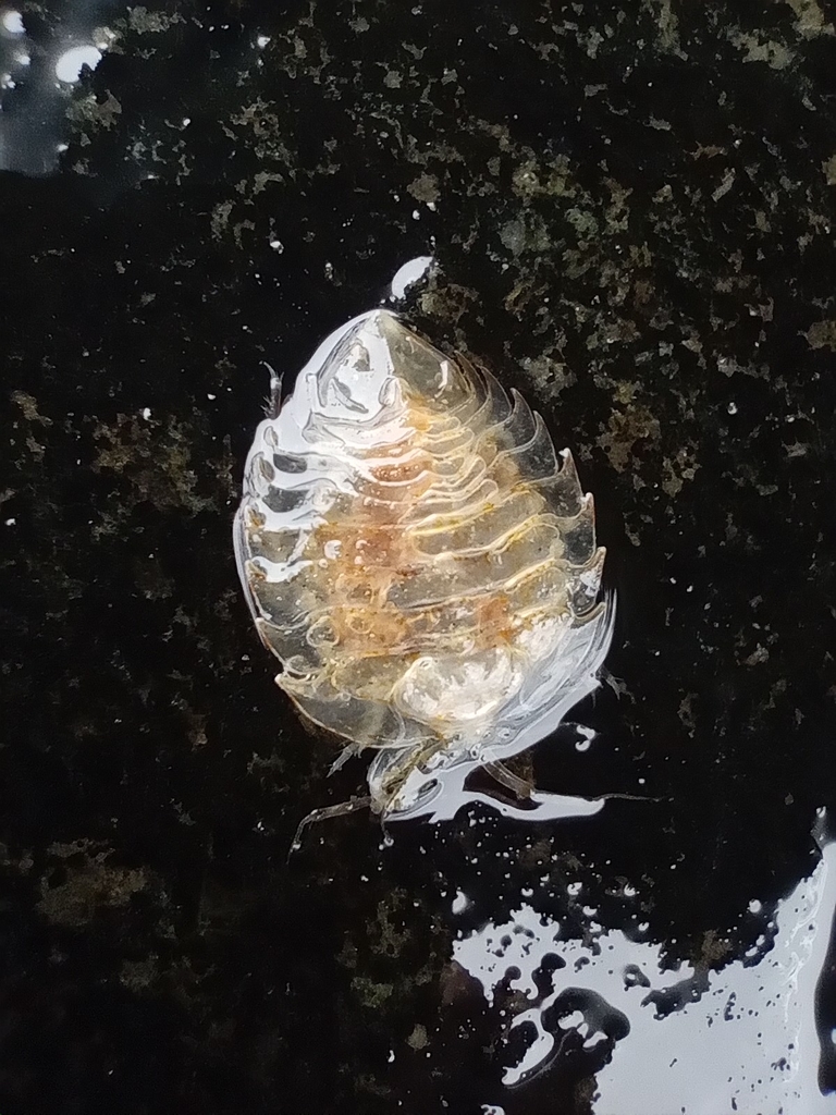 Septemserolis