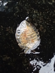 Septemserolis nobilis