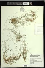 Eleocharis intermedia