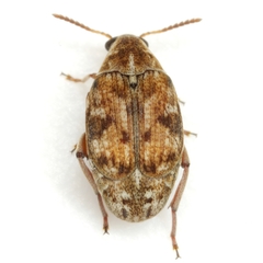 Algarobius bottimeri