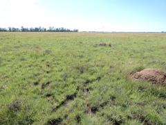 Trinervitermes trinervoides