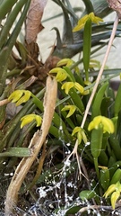 Acianthera sonderiana