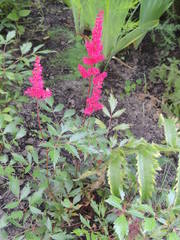 Astilbe × arendsii