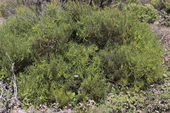 Acacia nematophylla