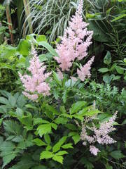 Astilbe × arendsii