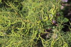 Acacia nematophylla