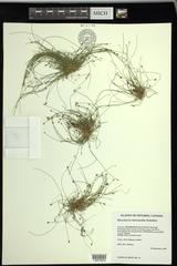 Eleocharis intermedia