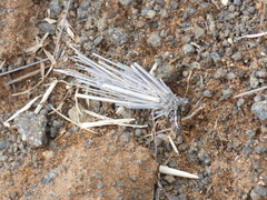 Oiketicoides maledicta